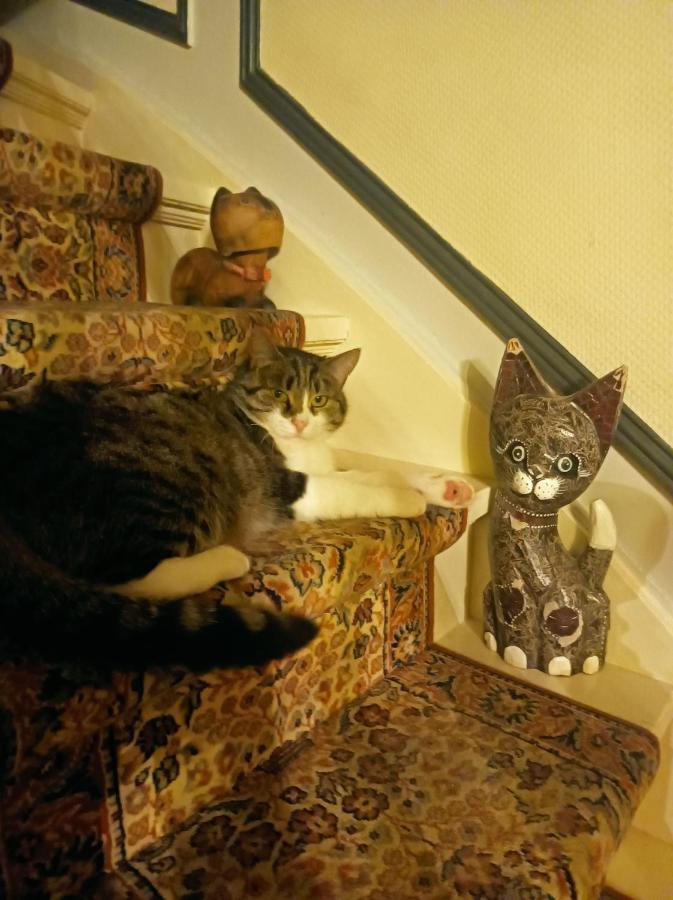 Des Chats